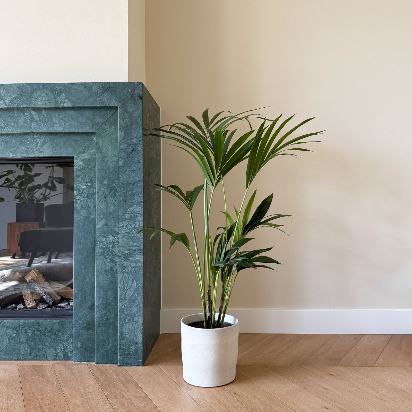 Kentia Palm - Howea Forsteriana - Height 90-100cm - ⌀18cm | Set-of-1 | Green