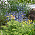 Eryngium 'big Blue' Perennial 50cm | 1 x 2L | Blue