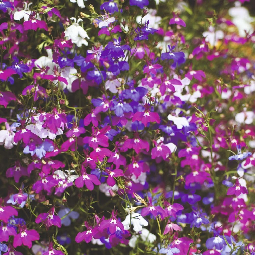 Lobelia Ultra Cascade Improved Mixed Colour Trailing Flowers Garden Ready Plants | 24 x Garden Ready Plants