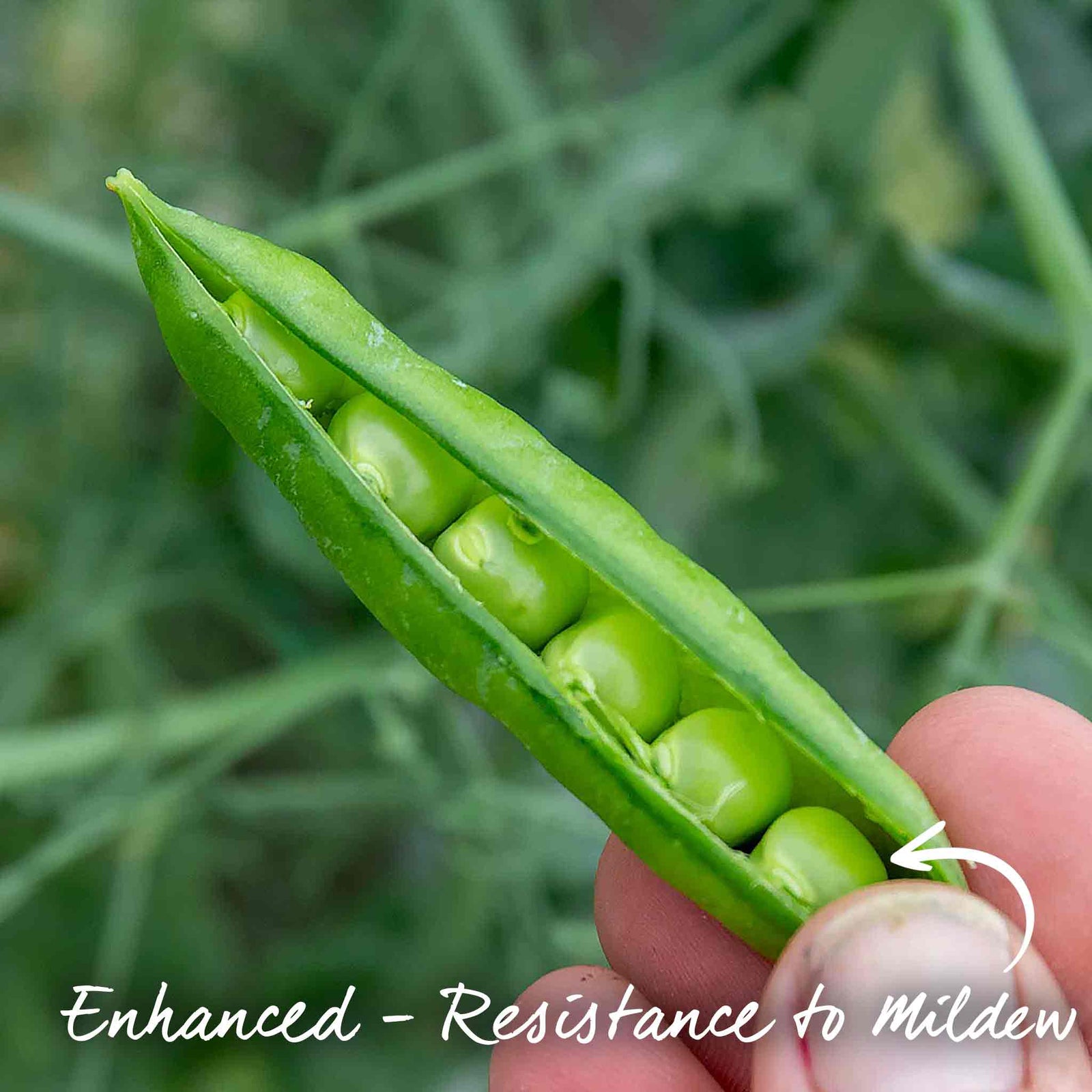 Pea 'ruselargo' – Maincrop, Disease-resistant (multi-sown ) | 12 x Plug Plants | Green