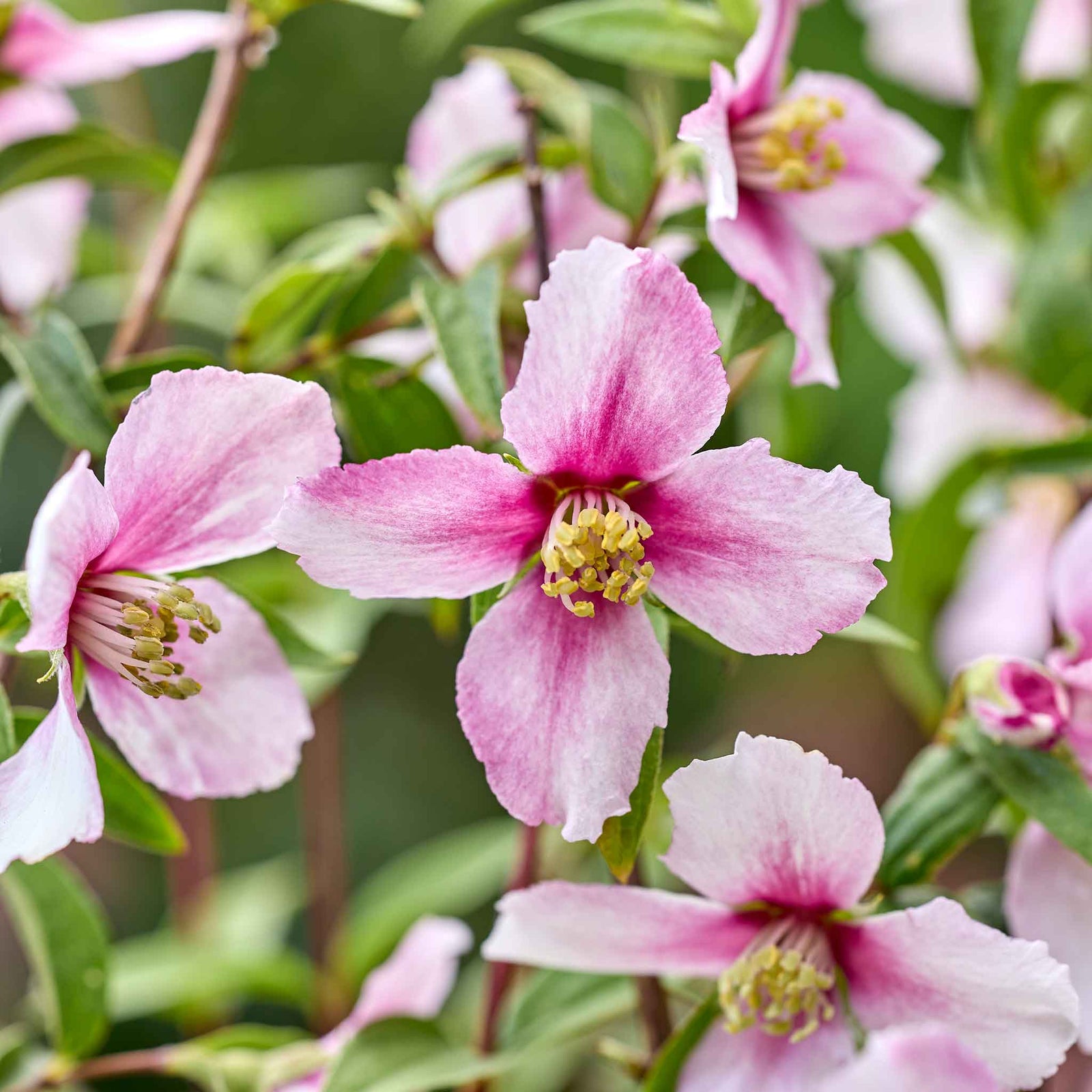 Philadelphus 'petite Perfume Pink' | 1 x 3L | Pink