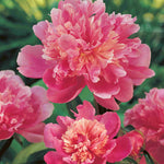 Fragrant Doubles Paeonia Collection  - Bare Root Plants | 6 x Bare Root | Multi