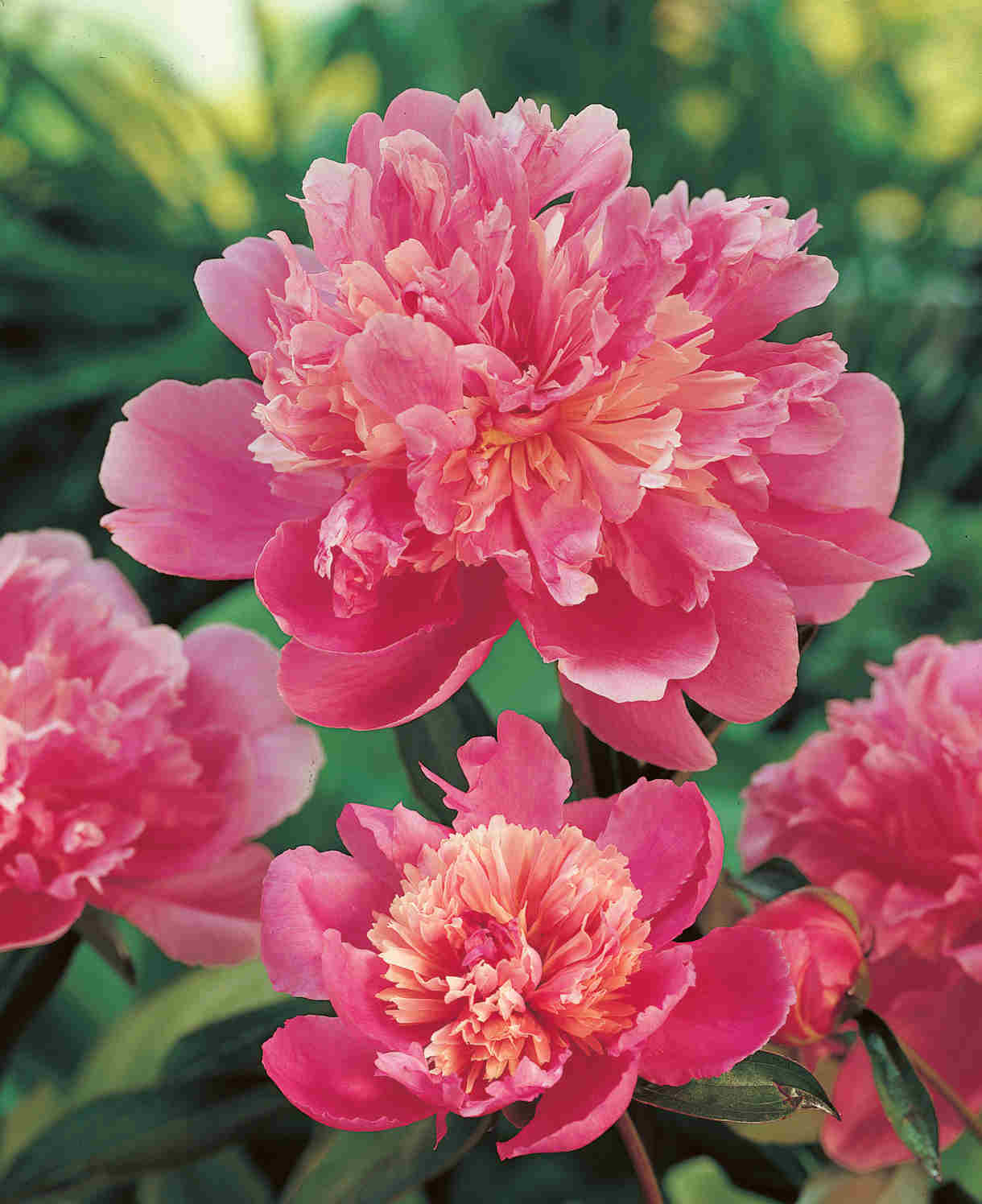 Fragrant Doubles Paeonia Collection  - Bare Root Plants | 9 x Bare Root | Multi