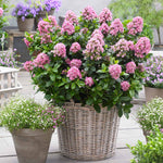 Escallonia Leavis 'pink Elle' - Compact Evergreen Shrub | 1 x 9cm | Green & Pink