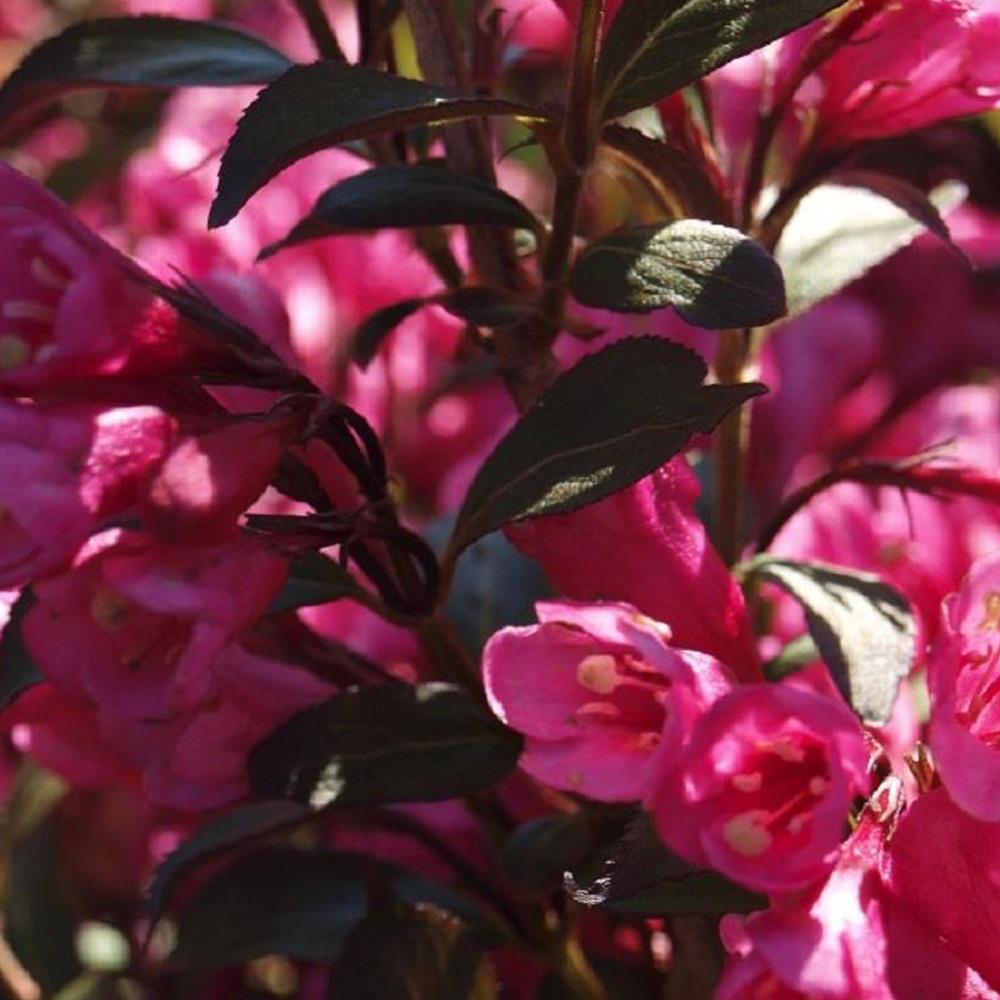 Weigela Florida Purperea Purple Leaf Flowering Shrub Large Plant In A 3 Litre Pot