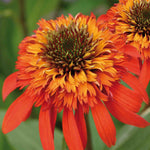 Echinacea Hot Papaya - 9cm Pots | 1 x 9cm | Orange