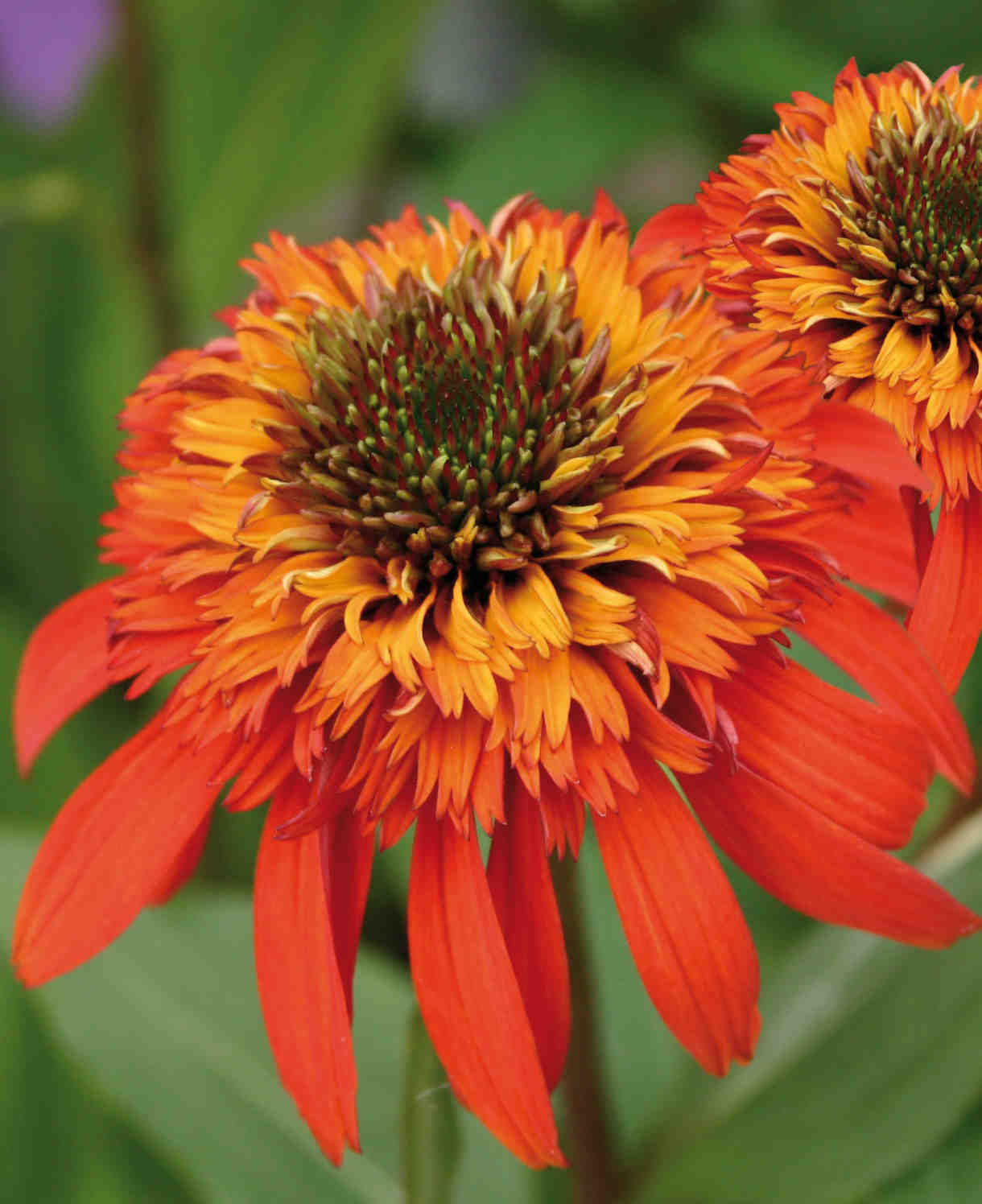 Echinacea Hot Papaya - 9cm Pots | 1 x 9cm | Orange