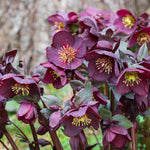 Hayloft Hellebore Winter Wonders Exclusive Collection - 9cm pots