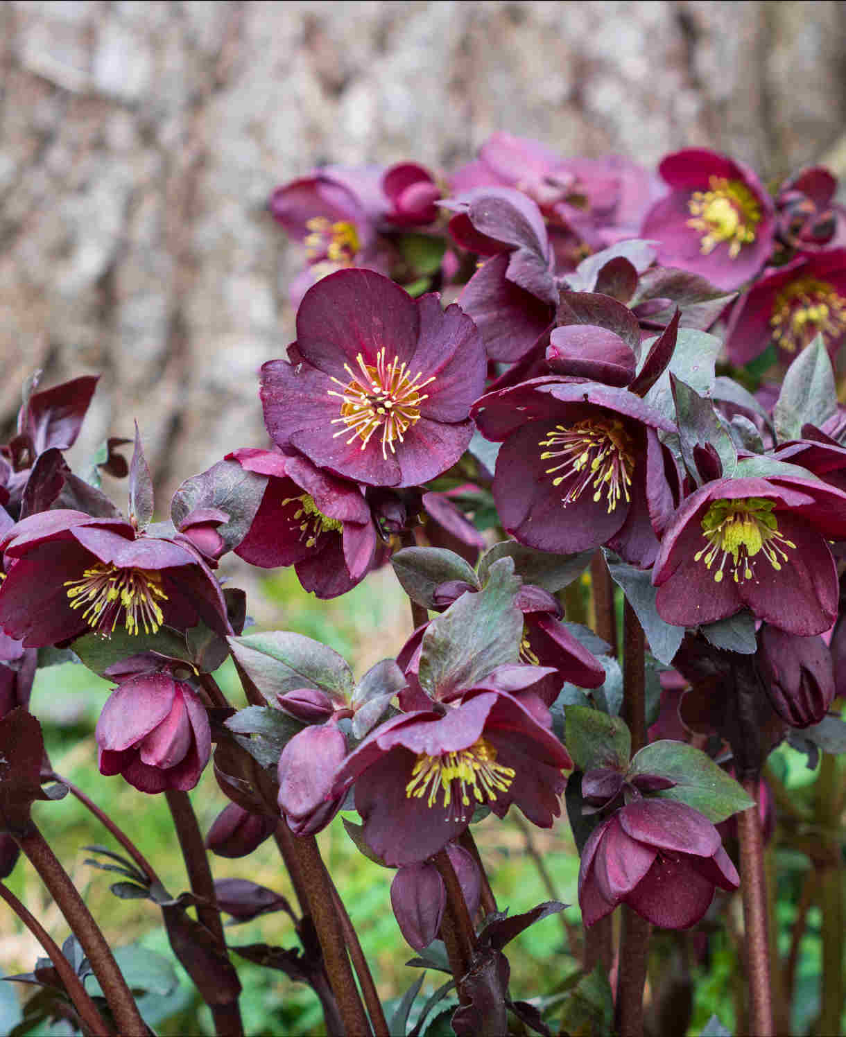 Hayloft Hellebore Winter Wonders Exclusive Collection - 9cm pots