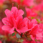 Azalea Japonica 'hino Crimson' - 8cm pots | Set-of-3 | Red