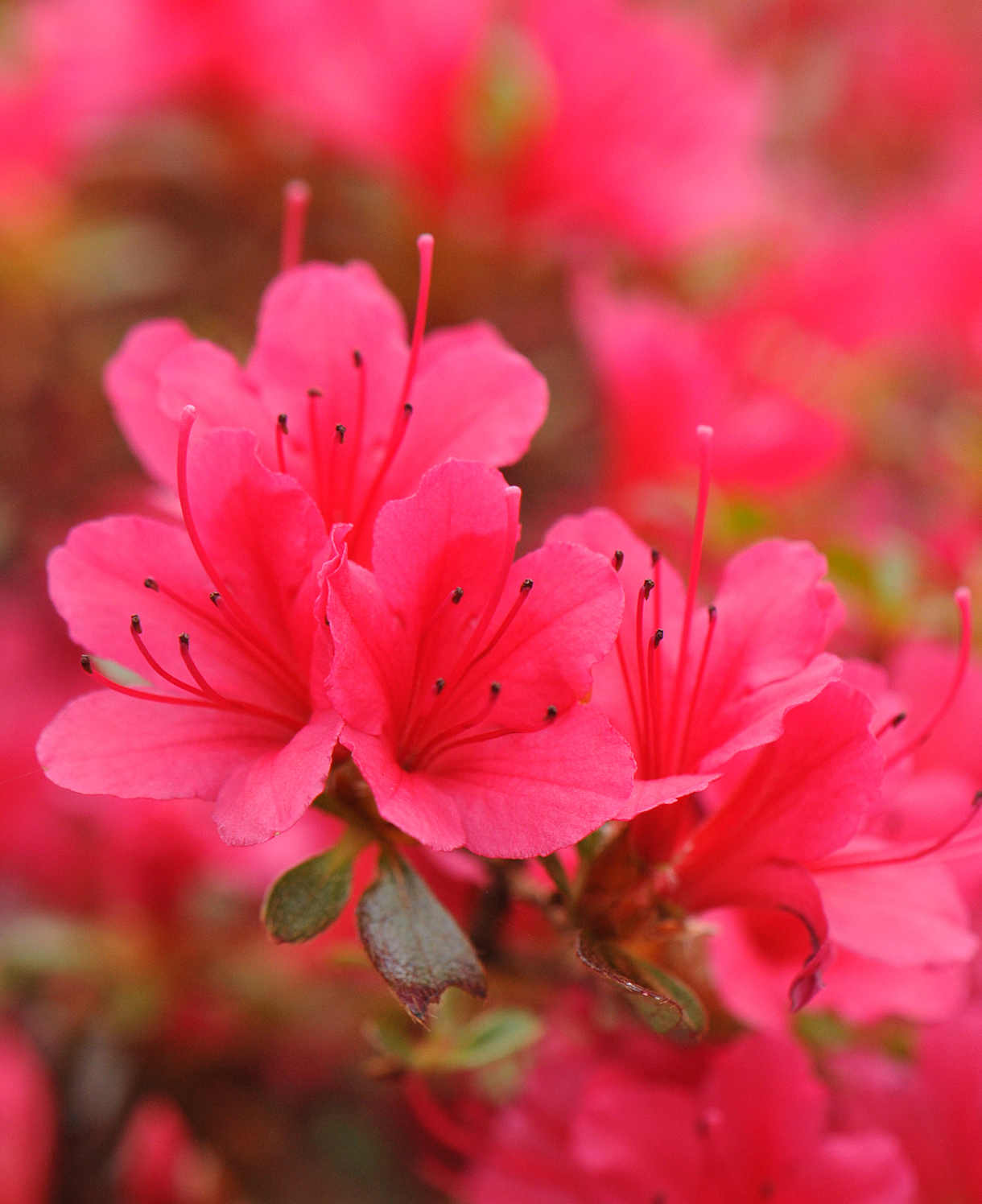 Azalea Japonica Hino Crimson - 8cm Pot | Set of 1 | Red