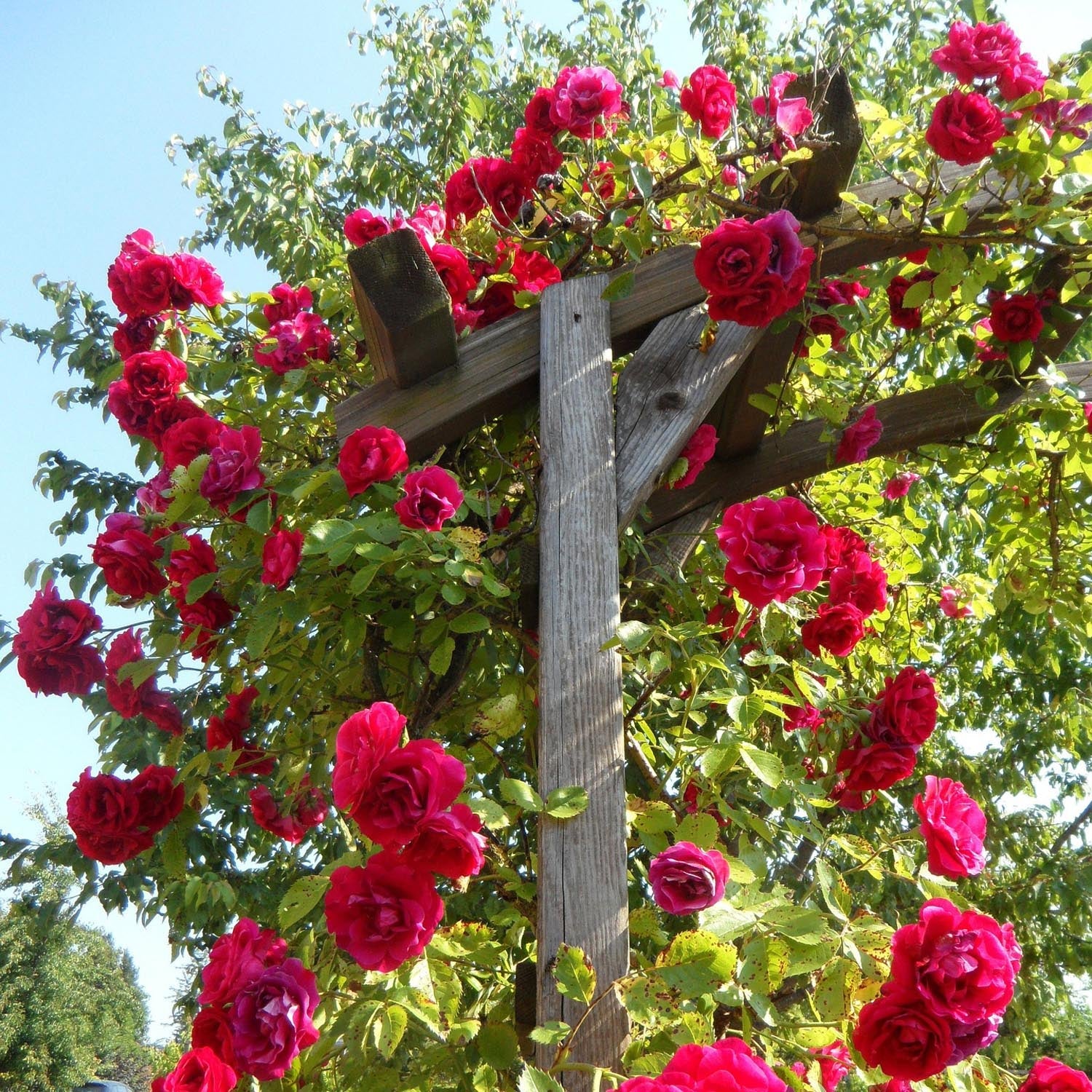 Rose 'starlight Express' (climbing, Fragrant, Dark Pink) Bare Root | 1 x Bare Root | Pink