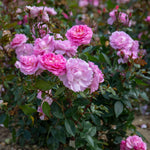 Rose 'orchid Romantica' Floribunda | 1 x Bare Root | Pink