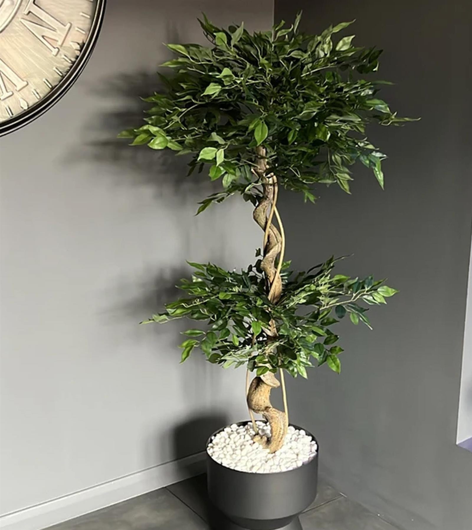 Artificial Japanese Fruticosa Tree Twisted Ficus 150cm Uk