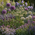 Hayloft Amazing Allium Collection - 75 Bulbs