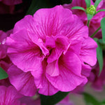 Petunia 'tumbelina Candyfloss' Double-flowering Trailing Petunia | 12 x Plug Plants | Pastel Pink