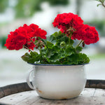 Geranium 'palladium Best Red F1' - Red Bedding Seedlings | 20 x Pro Grower Plugs | Red