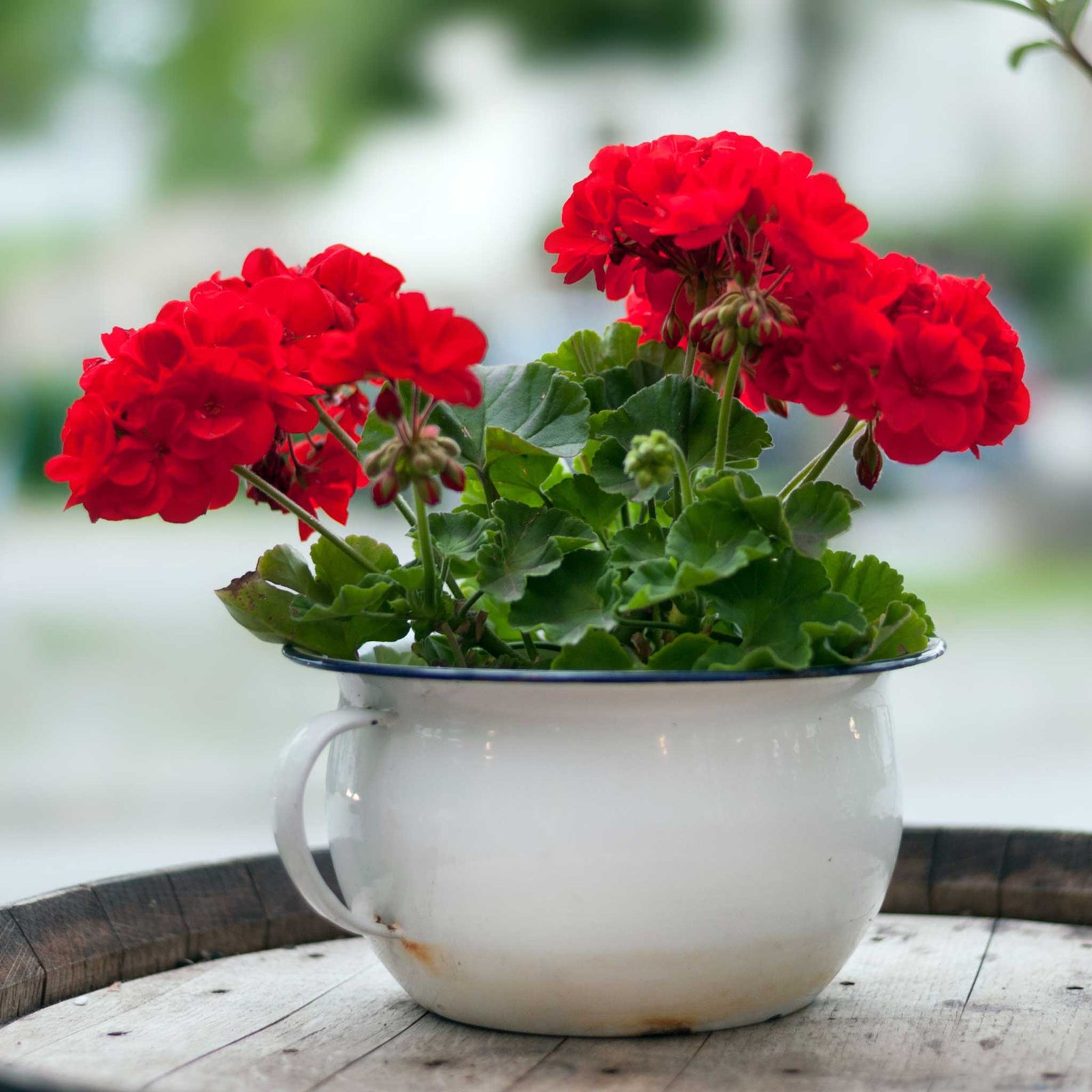 Geranium 'palladium Best Red F1' - Red Bedding Seedlings | 60 x Pro Grower Plugs | Red