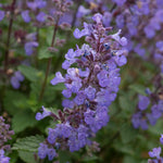 Nepeta 'purssian Blue' — Rhs Award Of Garden Merit, Pollinator-friendly Perennial | 3 Plug Plants | Green