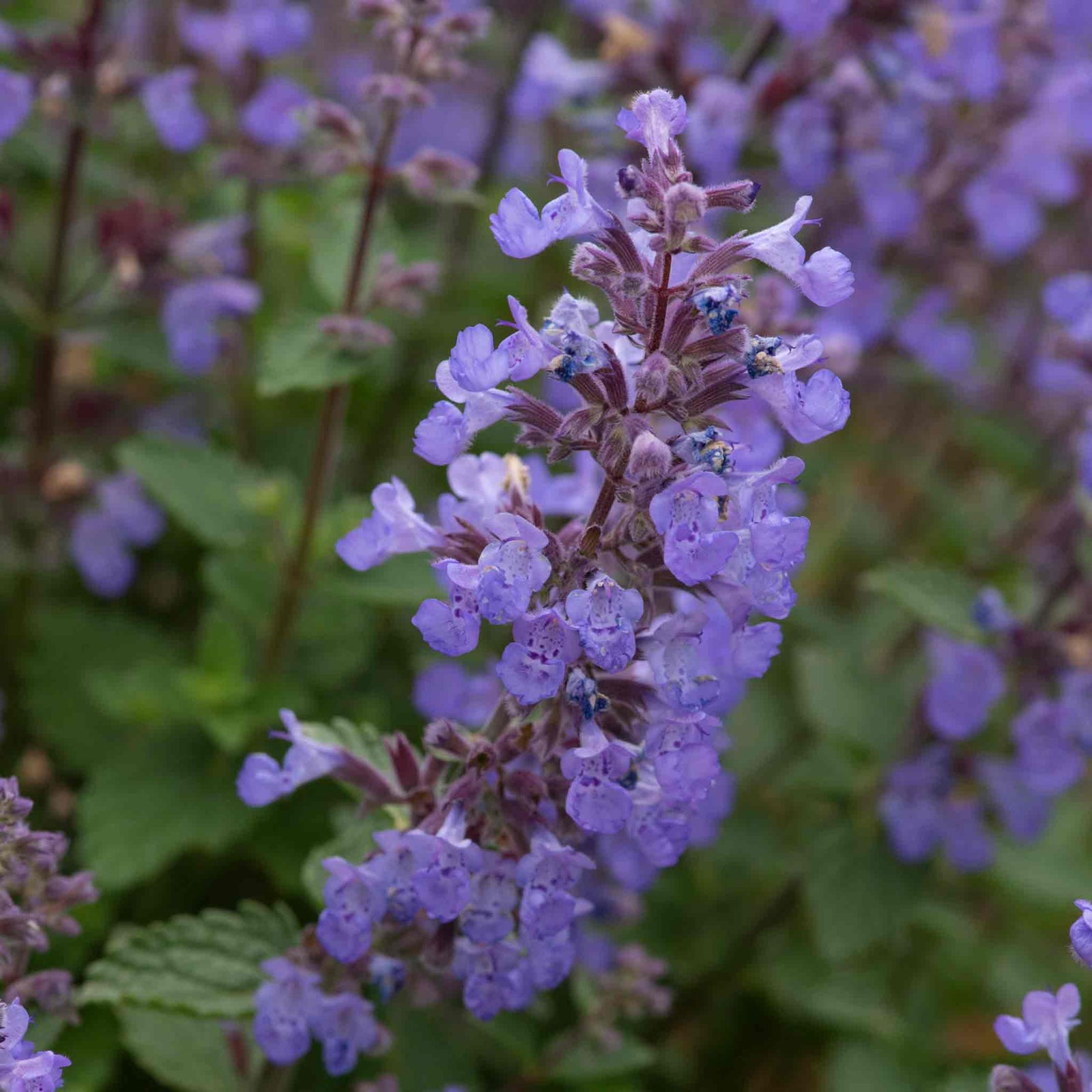 Nepeta 'purssian Blue' — Rhs Award Of Garden Merit, Pollinator-friendly Perennial | 6 x 3 x 2m | Blue