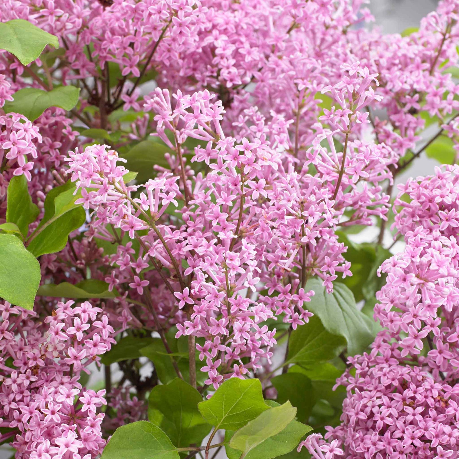 Syringa 'flowerfesta Pink' Compact Fragrant Lilac 9cm Plant | 1 x 9cm | Pink