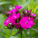 Dianthus 'dash Magician' - Colour-changing Perennial | 1 x 9cm