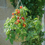 Tomato 'siderno' Seeds | 10 Seeds