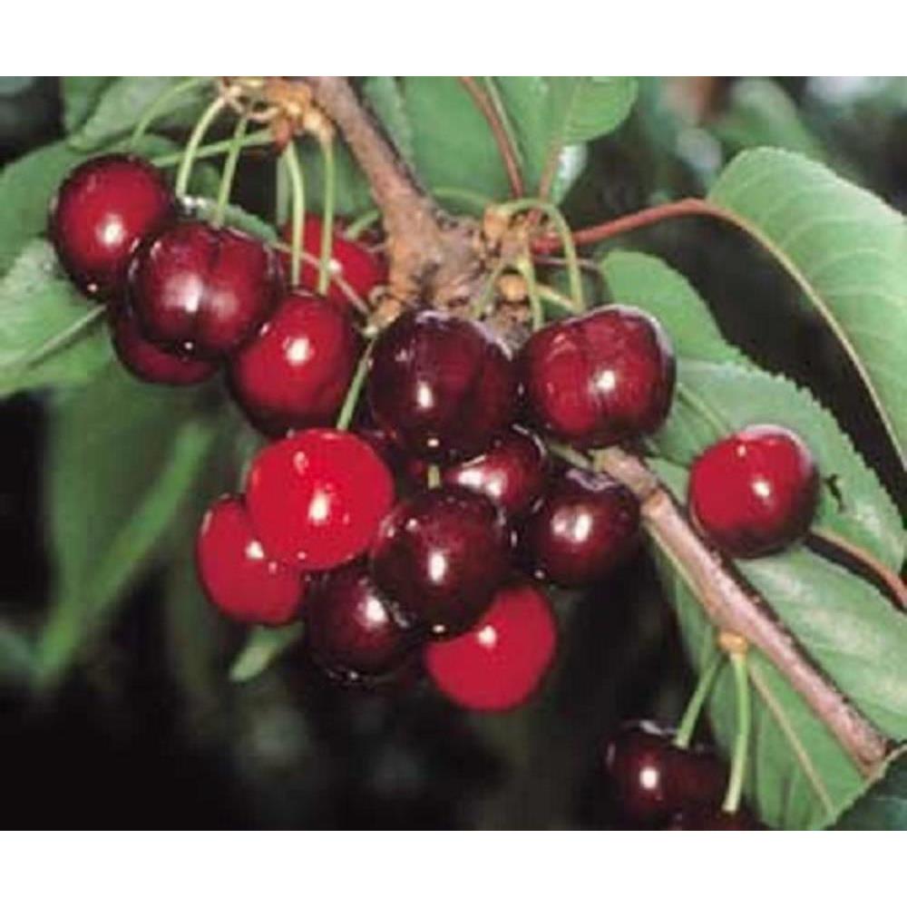 Dwarf Patio Early Rivers Cherry Fruit Tree 3-4ft Supplied In A 7.5 Litre Pot
