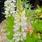 Lupin Street Party Collection 18 Bare Roots