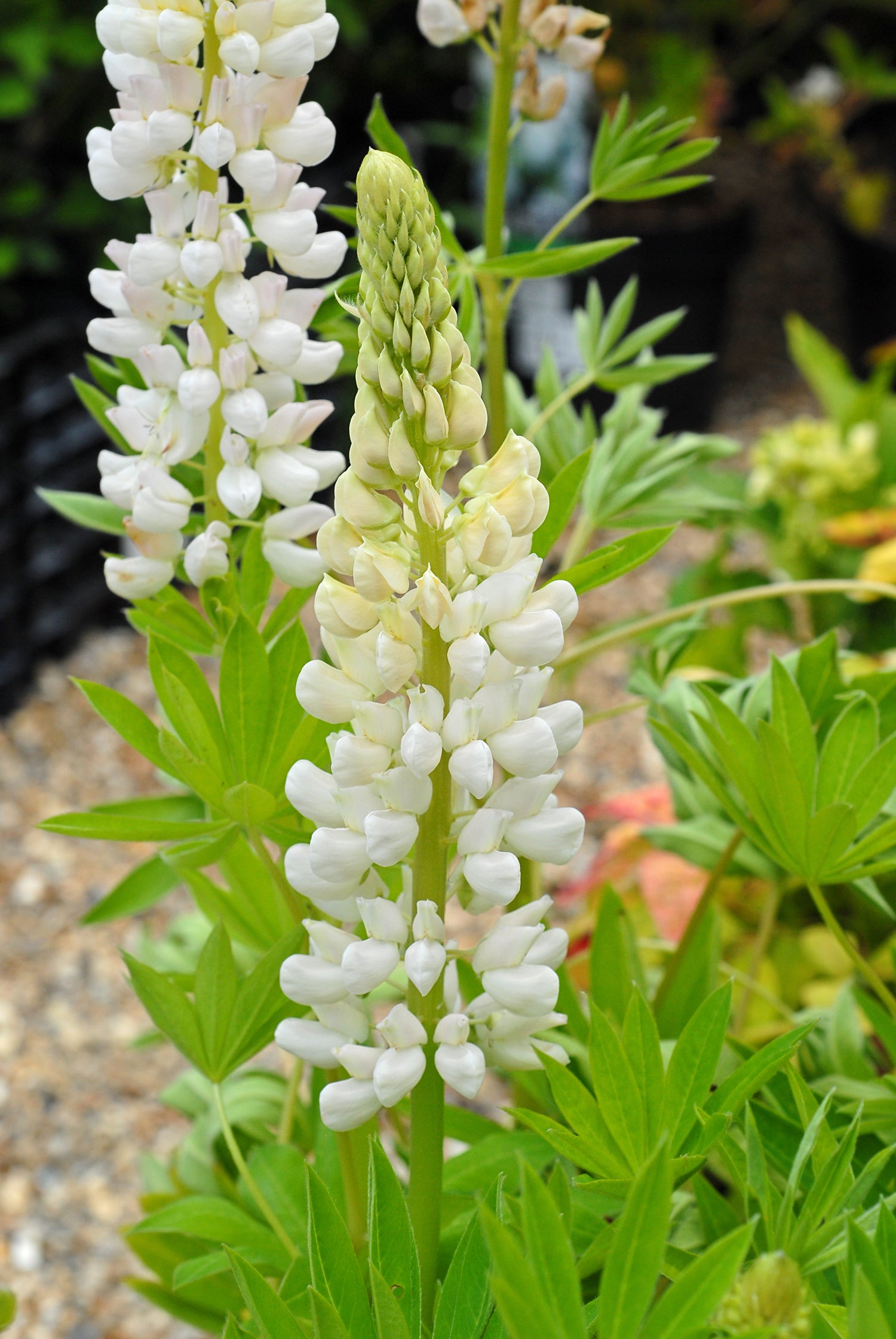 Lupin Street Party Collection 18 Bare Roots