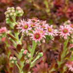 Sempervivum 'coral Red' - Hardy, Drought-tolerant For Pots & Rock Gardens | 3 x 9cm | Multi