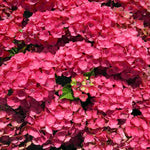 Hydrangea Macrophylla 'rebellion Choco Love' - 12cm Pots | Set-of-1 | Red