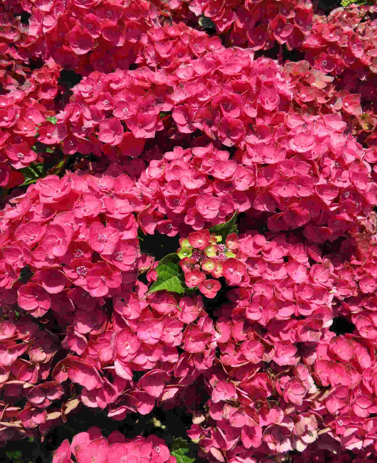 Hydrangea Macrophylla 'rebellion Choco Love' - 12cm Pots | Set-of-1 | Red