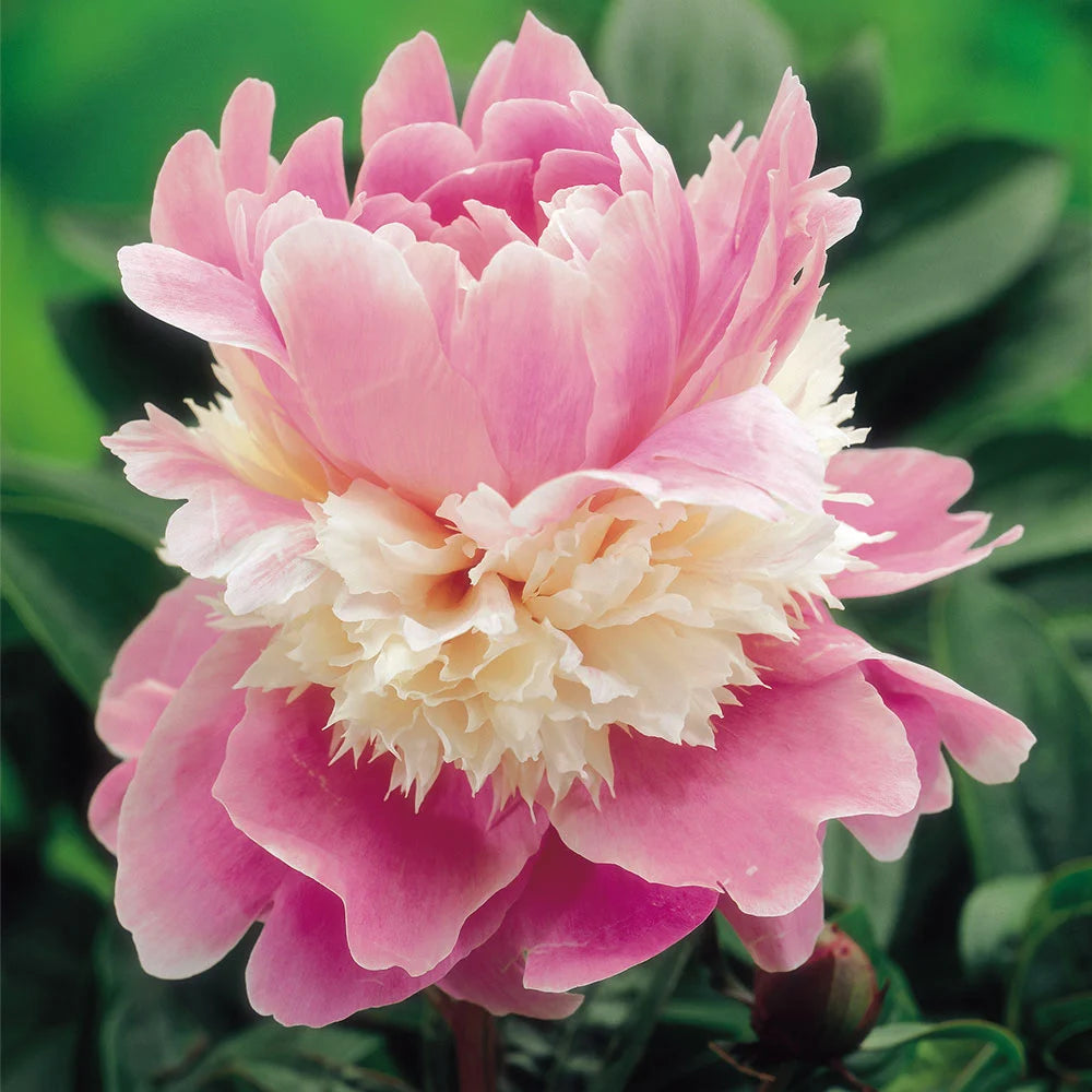Peony Sorbet Bare Root | 1 x Bare Root