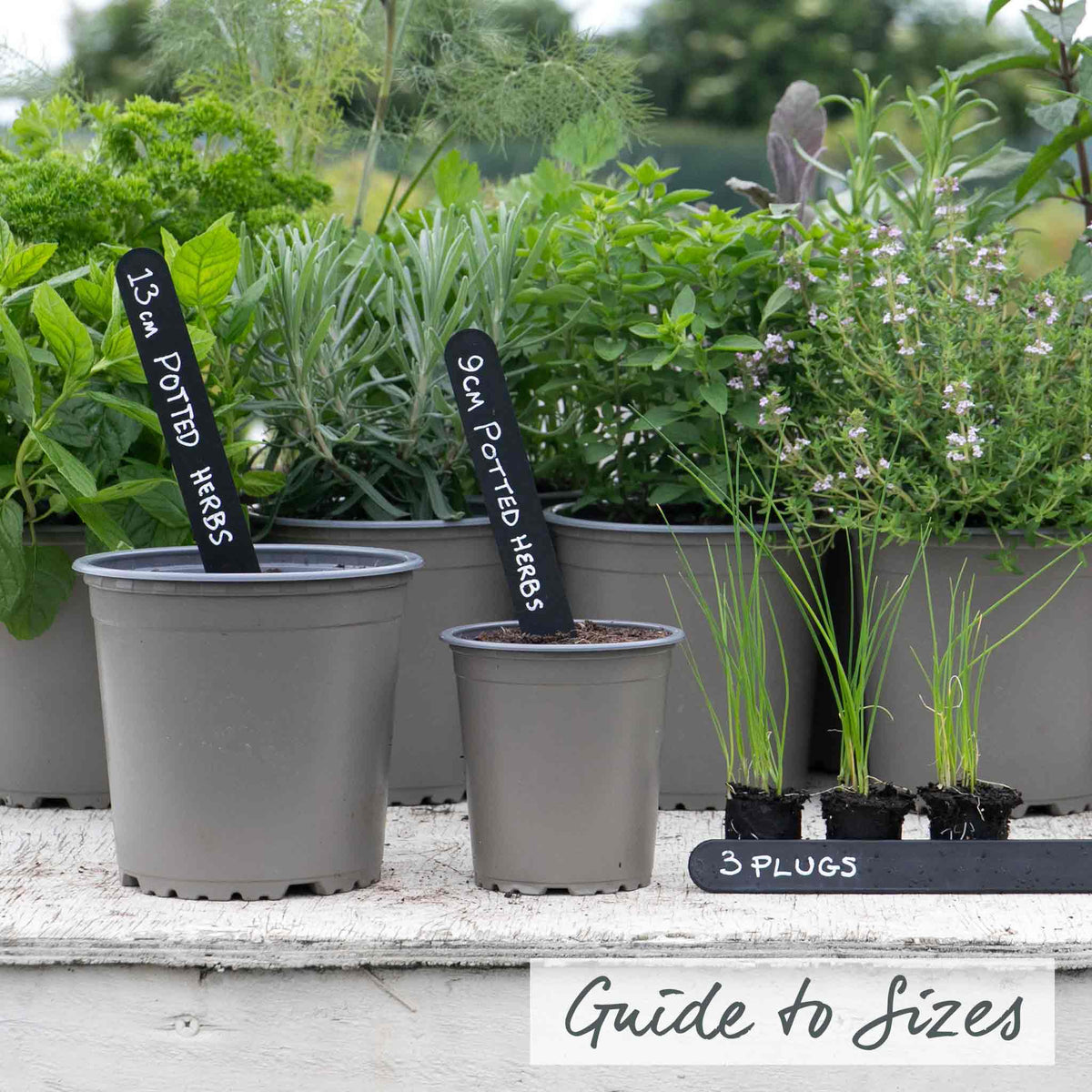 Garlic Chives (allium Tuberosum) - Plug Plants | 3 x 9cm | White