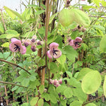 Akeba Quinata Chocolate Vine Climbing Plant 3-4ft Supplied In A 3 Litre Pot