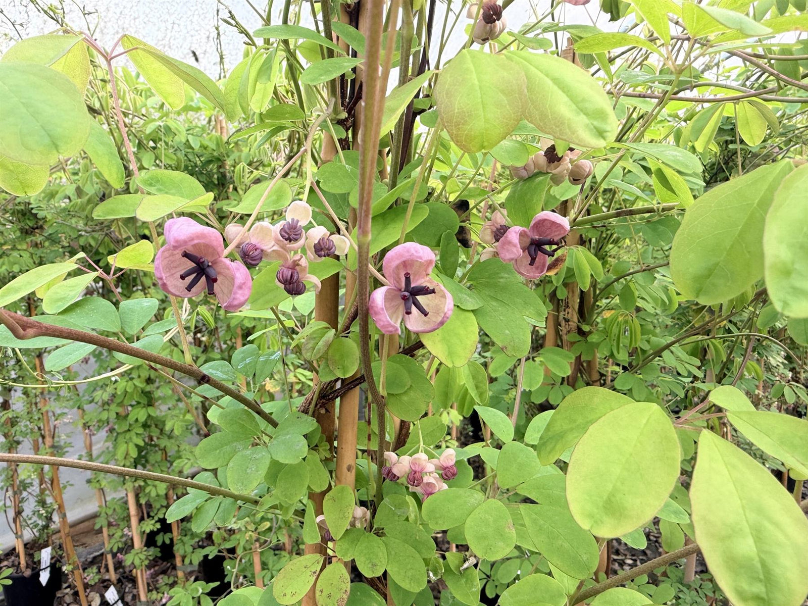 Akeba Quinata Chocolate Vine Climbing Plant 3-4ft Supplied In A 3 Litre Pot
