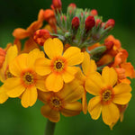 Primula Bulleyana - 9cm Pot | 1 x 9cm | Yellow