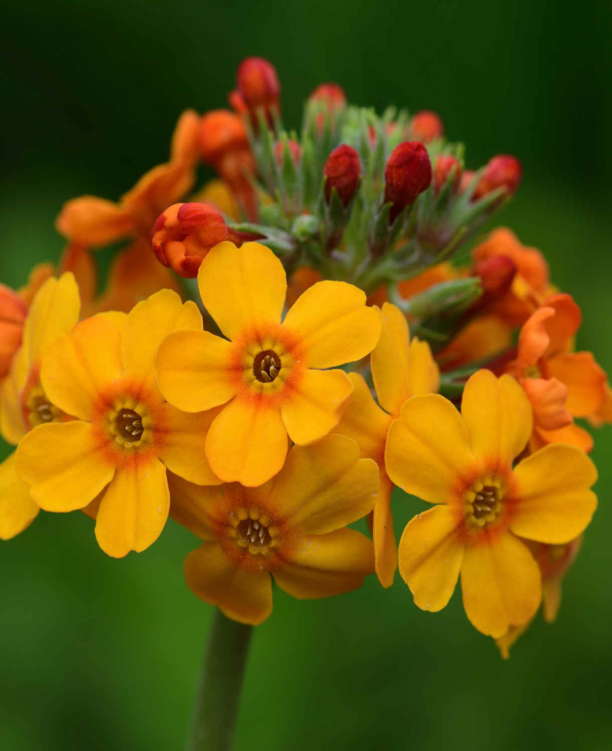 Primula Bulleyana - 9cm Pot | 1 x 9cm | Yellow