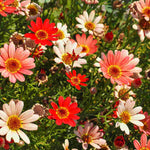 Hayloft Argyranthemum Collection - Marguerite Daisy Set Of 5 Young Plants