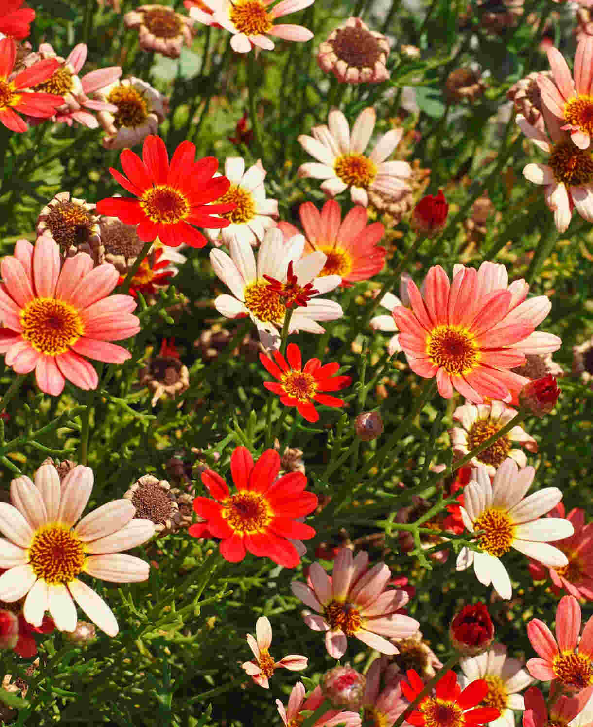 Hayloft Argyranthemum Collection - Marguerite Daisy Set Of 5 Young Plants