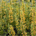 Agastache Kudos Yellow - Plug Plants | 3 x Plug Plants | Yellow