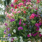 Thompson & Morgan Mixed Bedding Preplanted Hanging Basket 8in (20cm) X 1