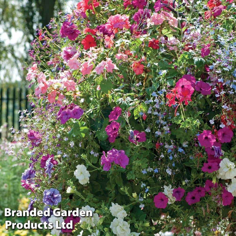 Thompson & Morgan Mixed Bedding Preplanted Hanging Basket 8in (20cm) X 1