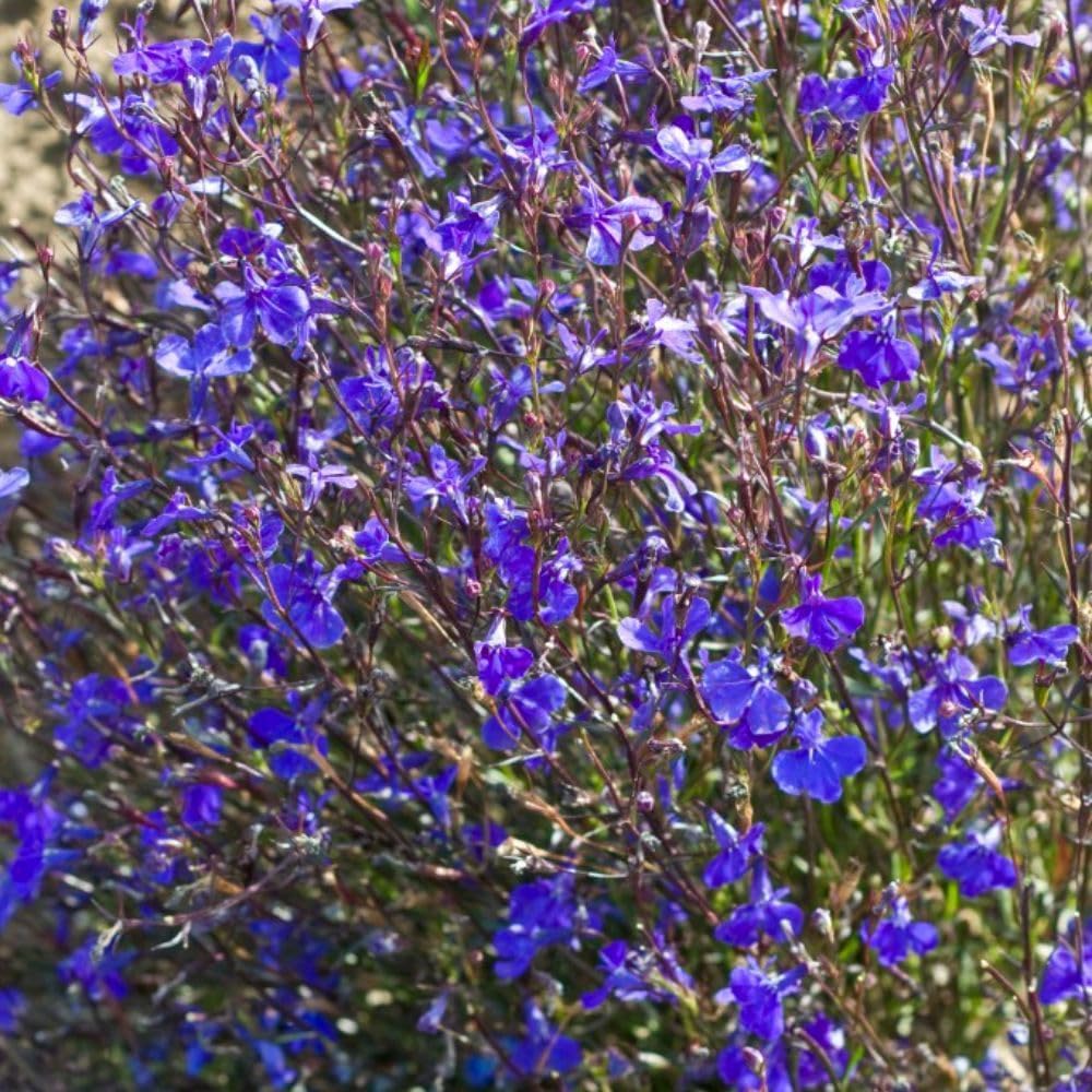 Trailing Lobelia Monsoon Sapphire Blue Flowers Garden Ready Plants | 24 x Garden Ready Plants