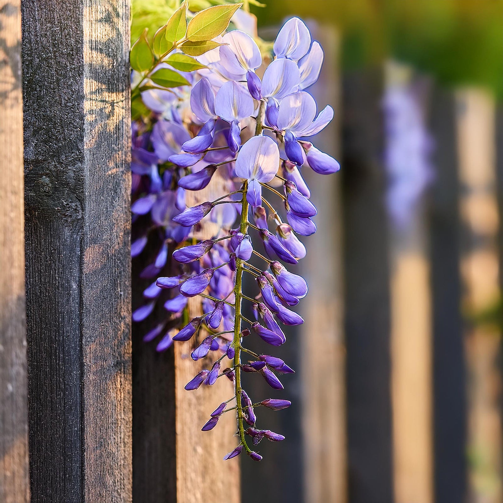 Chinese Wisteria -  Wisteria Sinensis - Height 25-40cm - ⌀9cm | Set of 3 | Purple