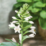 Hosta Slug Resistant Collection, 3 Bare Roots | 3 x Bare Root | Chartreuse