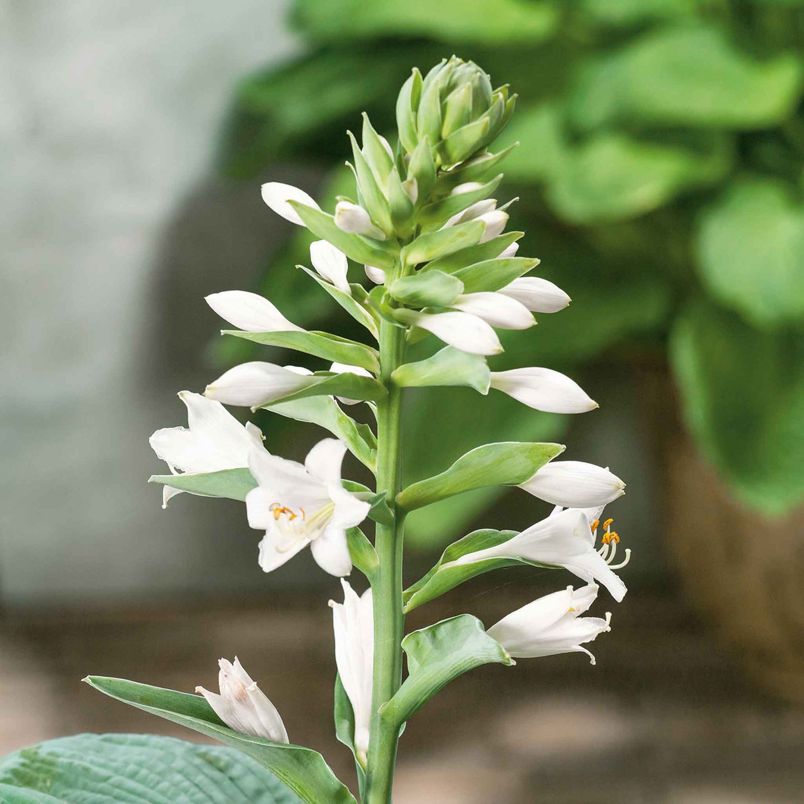 Hosta Slug Resistant Collection, 3 Bare Roots | 3 x Bare Root | Chartreuse