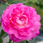 Rose 'orchid Romantica' Floribunda | 1 x Bare Root | Pink