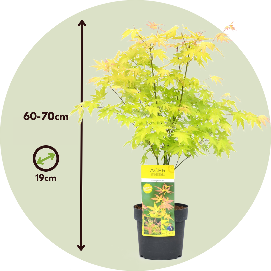 Japanese Maple - Acer Palmatum 'Orange Dream' - Height 60-70cm - ⌀19cm | Set of 2 | Green